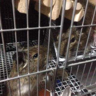 デグー♀2匹（9ヵ月）