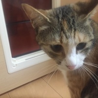 柚