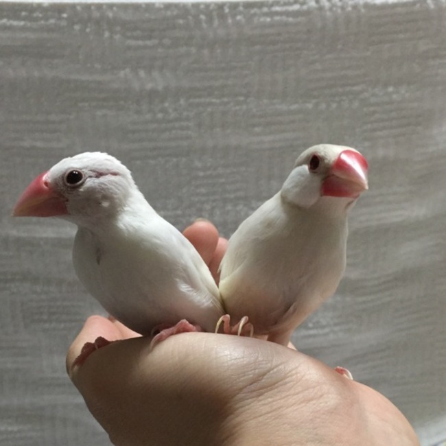 淋音のカバー写真