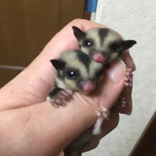 フクロモモンガ夫婦とベビー♀2匹