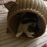 の写真
