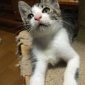 元気いっぱい！キジトラ白にゃん！