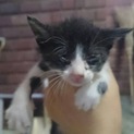 子猫ちゃんの里親さんを募集しています！