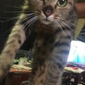 野良の母猫