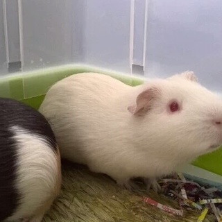 モルモットの男の子