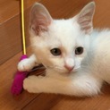 元気いっぱい！甘えん坊の白猫くん