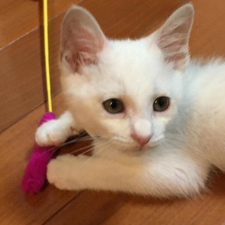 元気いっぱい！甘えん坊の白猫くん