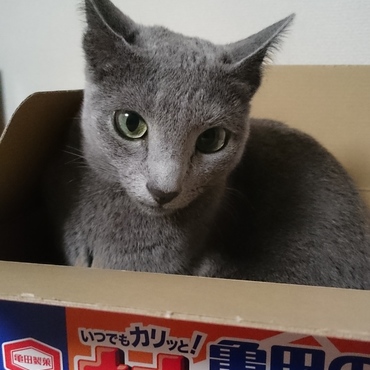 はなちゃん