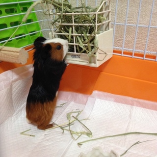 イングリッシュモルモット 女の子♡