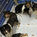 保護犬