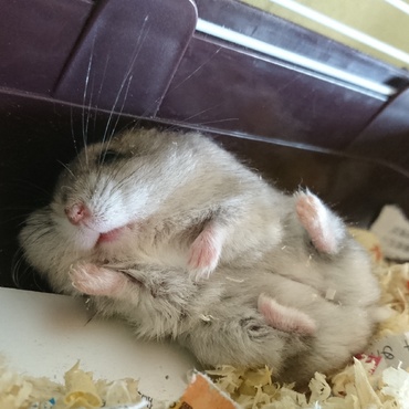 ずっこけ