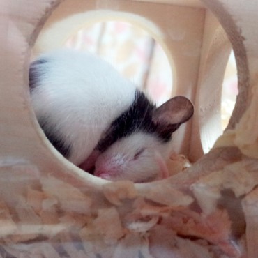Zz(´-ω-`*)