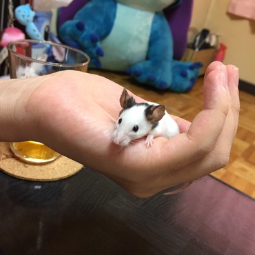手乗り