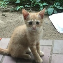 飼い主のいない生後3ヶ月のネコちゃんです！