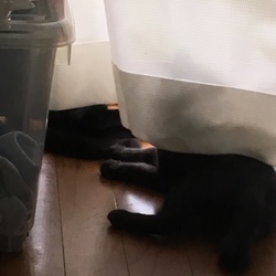 「それからの仔猫達」サムネイル1