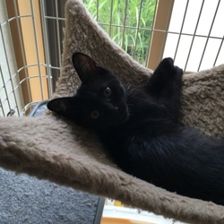 「それからの仔猫達」サムネイル2