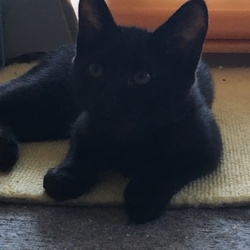 「それからの仔猫達」サムネイル3