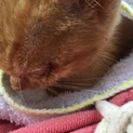 人懐っこくてかわいい子猫の里親募集！