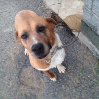 大型犬4歳ぐらい