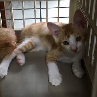 4/23生まれ、元気な茶シロのひで君♂