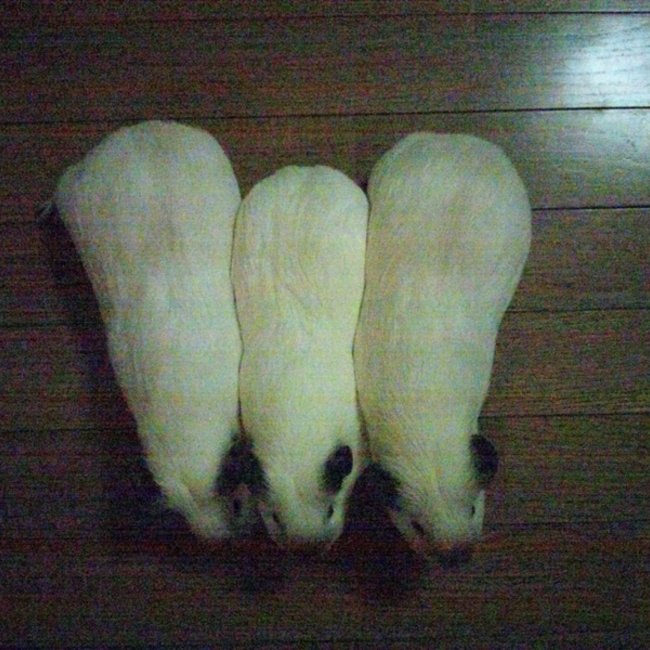 モルダグのカバー写真
