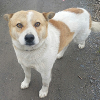 里親募集中ごんた