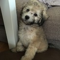癌が見つかり預ける所も無く緊急募集致しました！