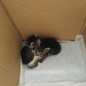 とても懐っこい2匹の子猫ちゃんです^ ^