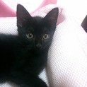 かわいい黒猫兄弟