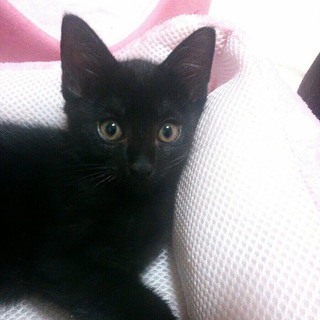 かわいい黒猫兄弟