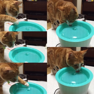 プレゼントしてもらった自動給水器にて遊ぶ♪コラ(ヾﾉ･∀･`)