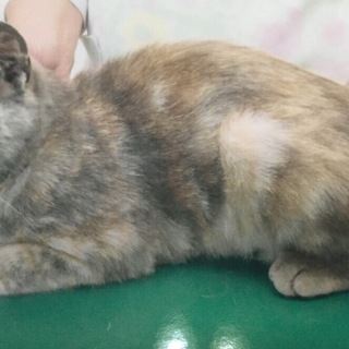 淡いサビの女の子