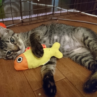 急募！！多頭飼育崩壊っ子　ちょんた