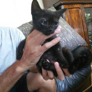 真っ黒おちびちゃん