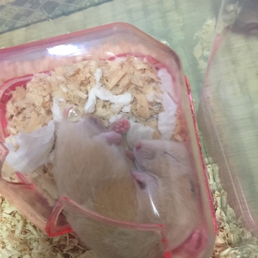 の写真
