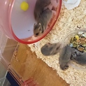 6月13日 生まれのゴールデンハムスターの里親募集