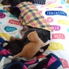 寝てるところを子猫に襲われる瞬間。この後ビビって逃げて行きました。自分からなら近寄れるけど相手から来られると駄目な小心者(･∀･)