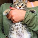4ヶ月の子猫