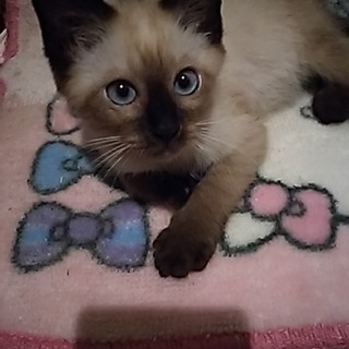 シャムmixマイペースな可愛い男の子