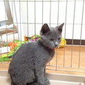綺麗な猫ちゃんです。ロシアンブルー？