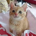 超ハイテンションの甘えん坊　「らっしゅ」くん