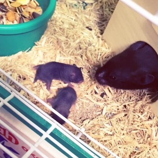 ゴールデンハムスター里親募集