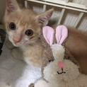 おろしくんとしらすくんの里親様募集中!