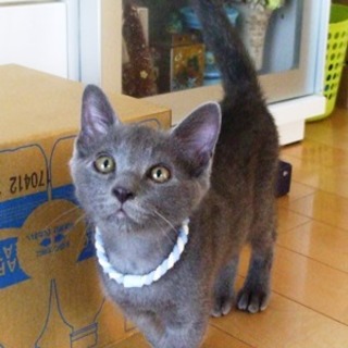 トトくん　　きれいな毛並みしてます