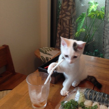 ストローがお気に入り！