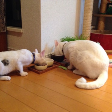 大好きなモンプチを