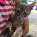 ２ヶ月くらいの可愛い子猫ちゃんです。