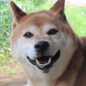 外飼いの柴犬　８歳