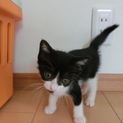 元気で甘えん坊、やんちゃな子猫