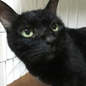 避妊済み 甘えた黒猫 可愛がってくれる方募集